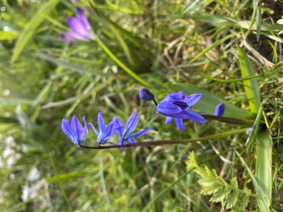 Bij bloembollen in het gazon maai je liefst pas nadat het blad van de bloembollen is afgestorven.