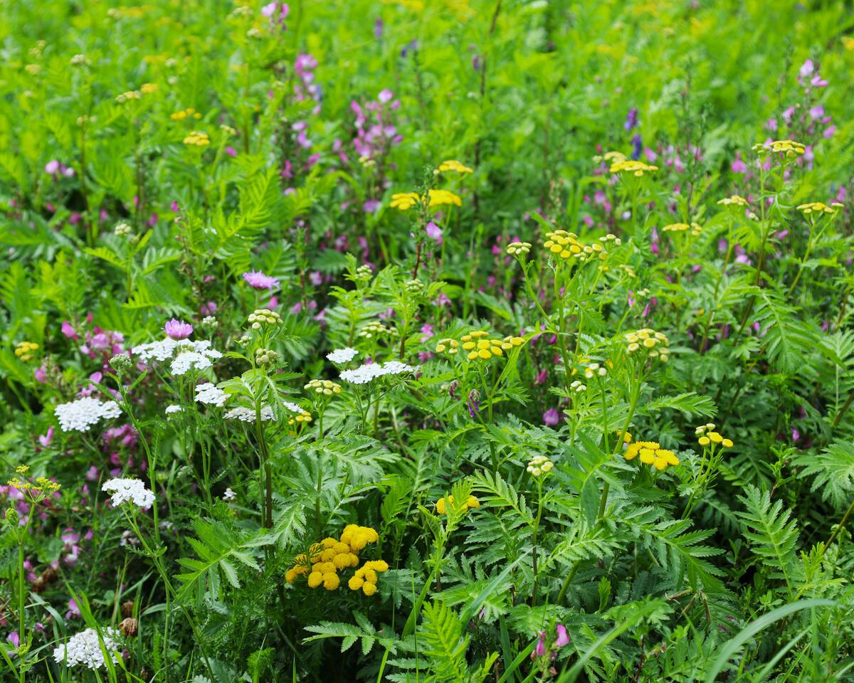 gazon met bloemenmengsel