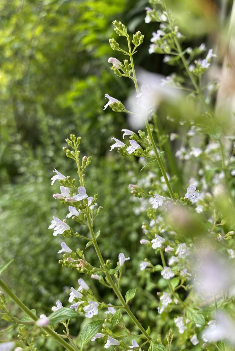 Alternatief voor lavendel.