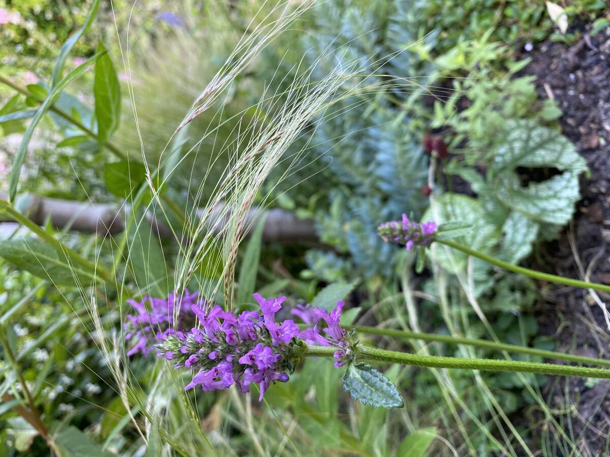 Alternatief voor lavendel.