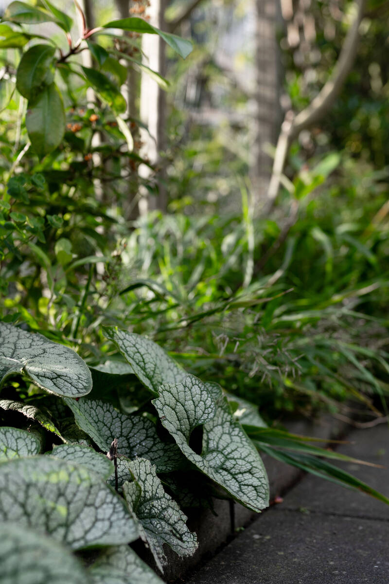 Alternatief voor lavendel in de schaduw