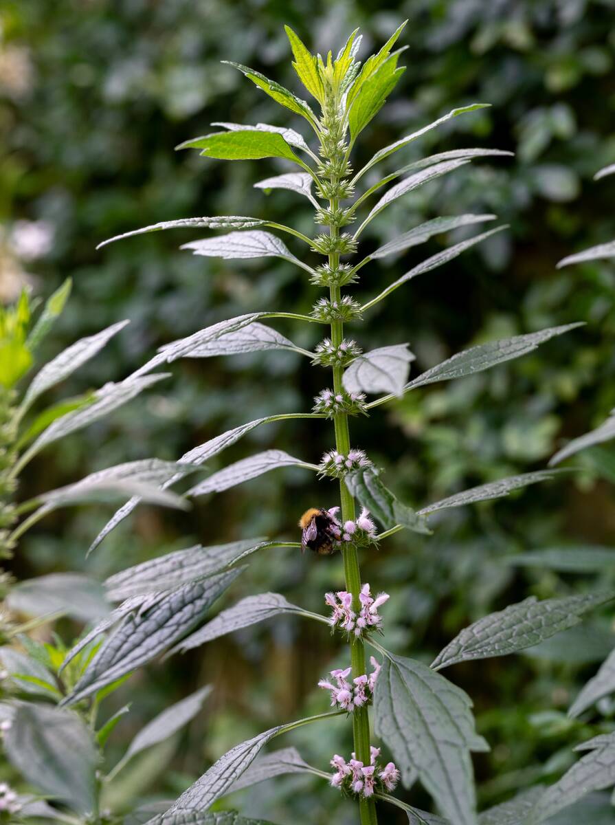 Alternatief voor lavendel.