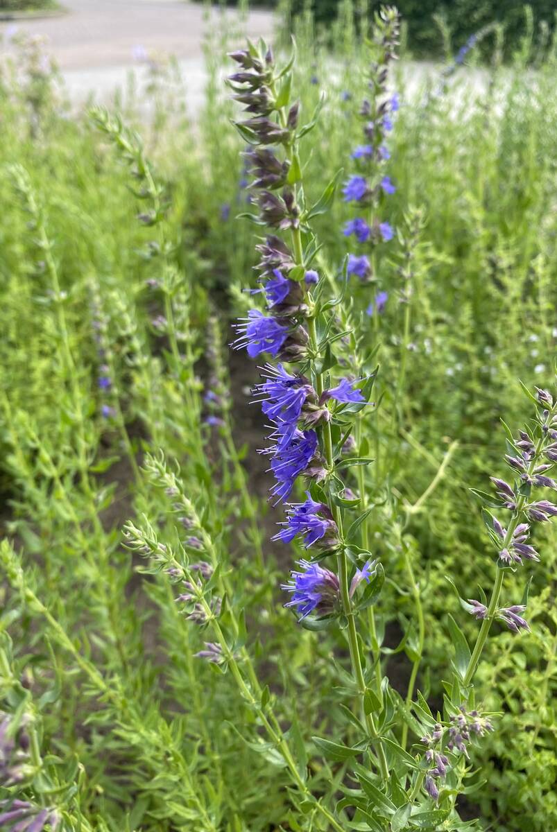 Alternatief voor lavendel.