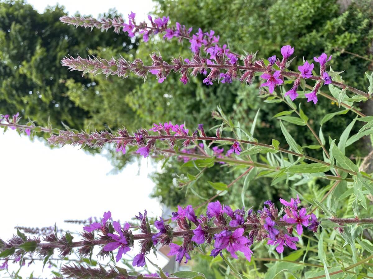 Alternatief voor lavendel