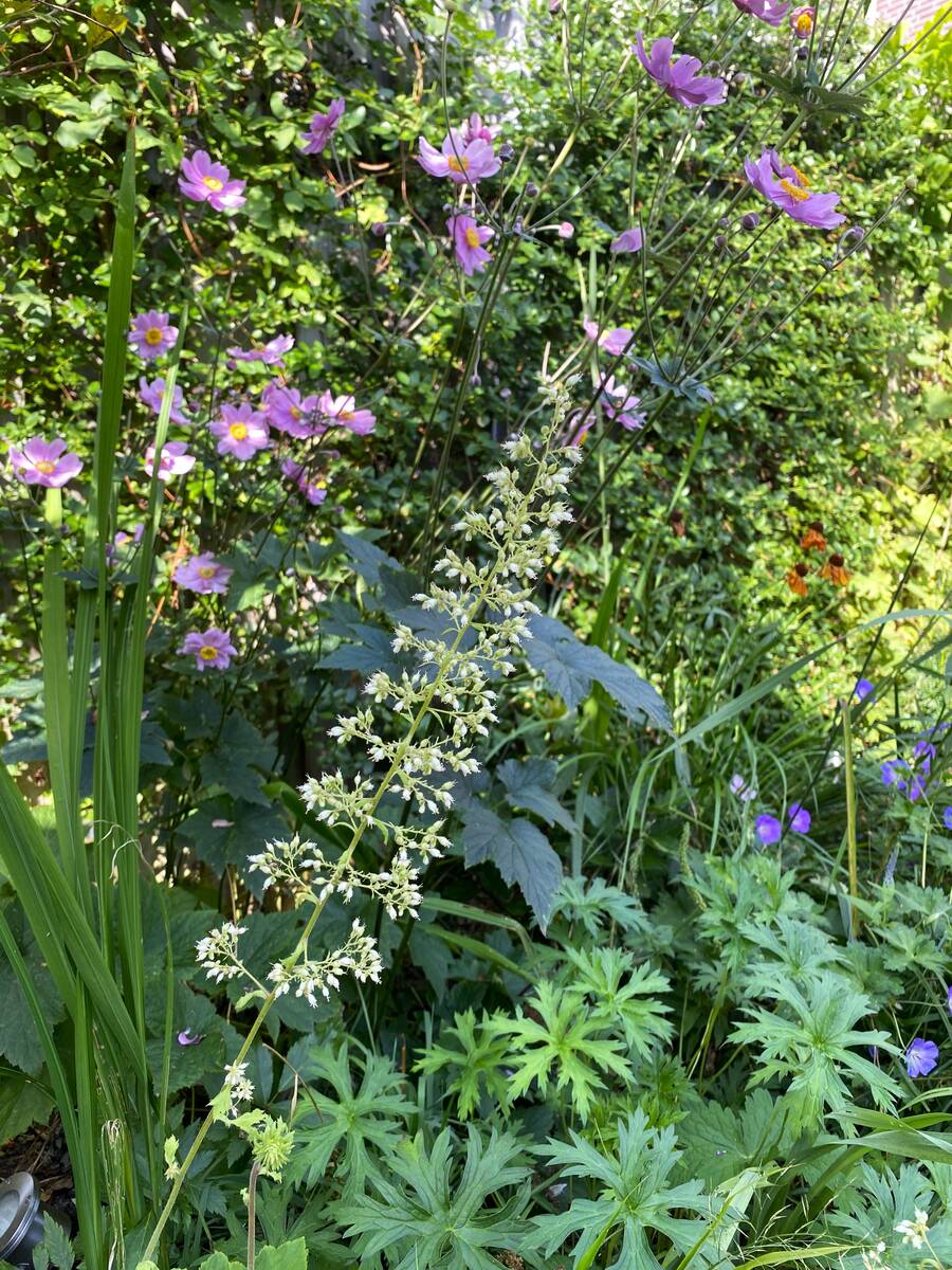 Alternatieven voor lavendel