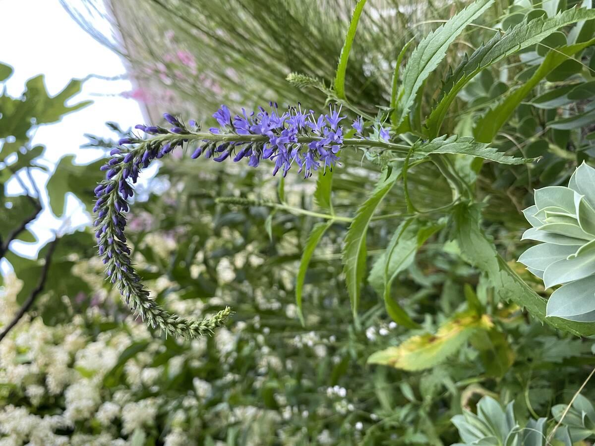 Alternatief voor lavendel.