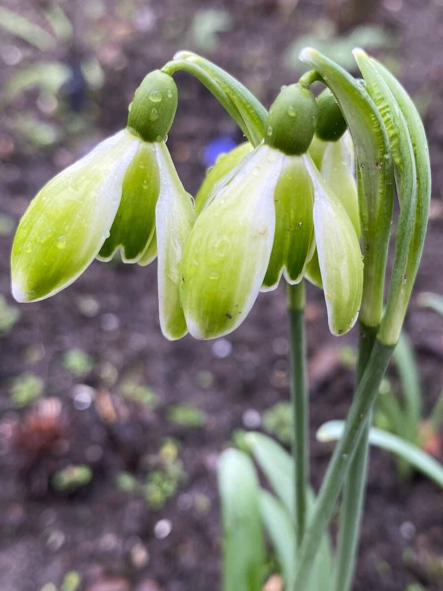 bijzonder sneeuwklokje