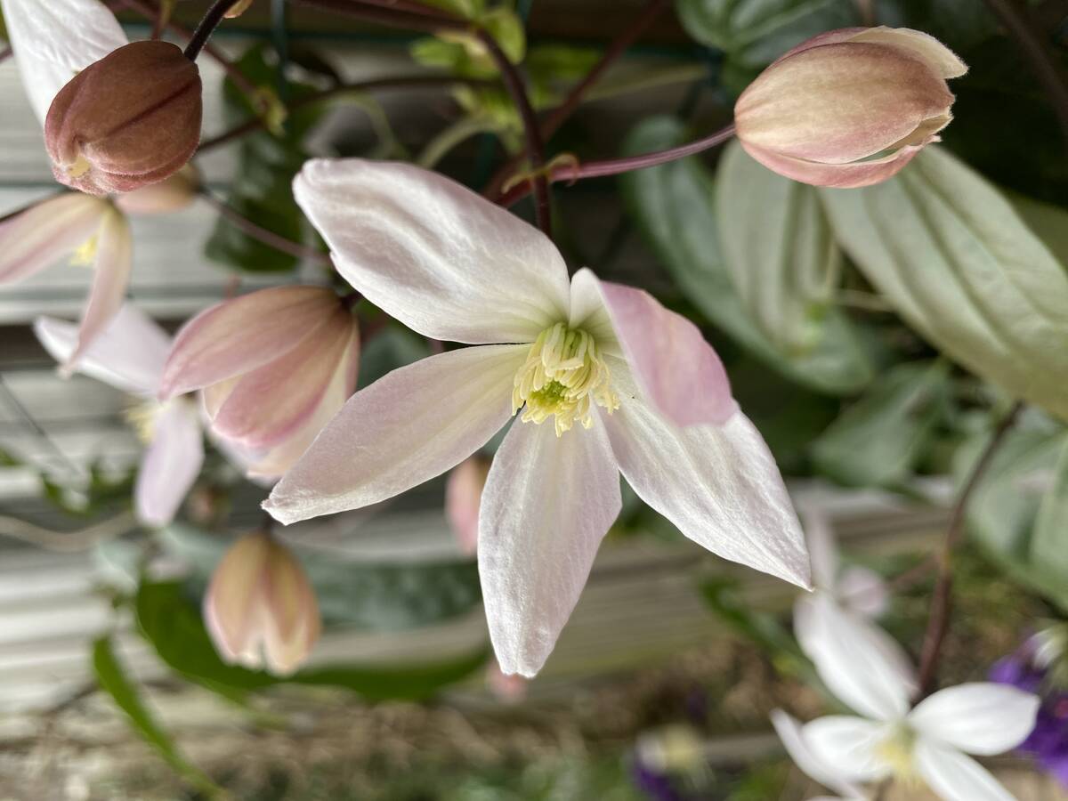 Tuinplant met lange bloei