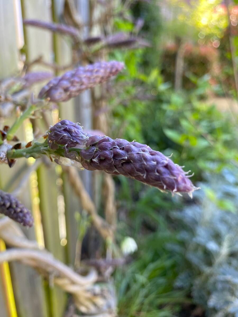 Een bloemknop van de blauwe regen is uiteindelijk duidelijk groter dan een bladknop.