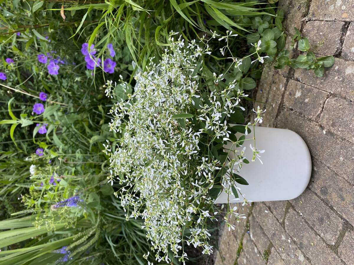 Tuinplanten in bloempotten en verhoogde plantenbakken.