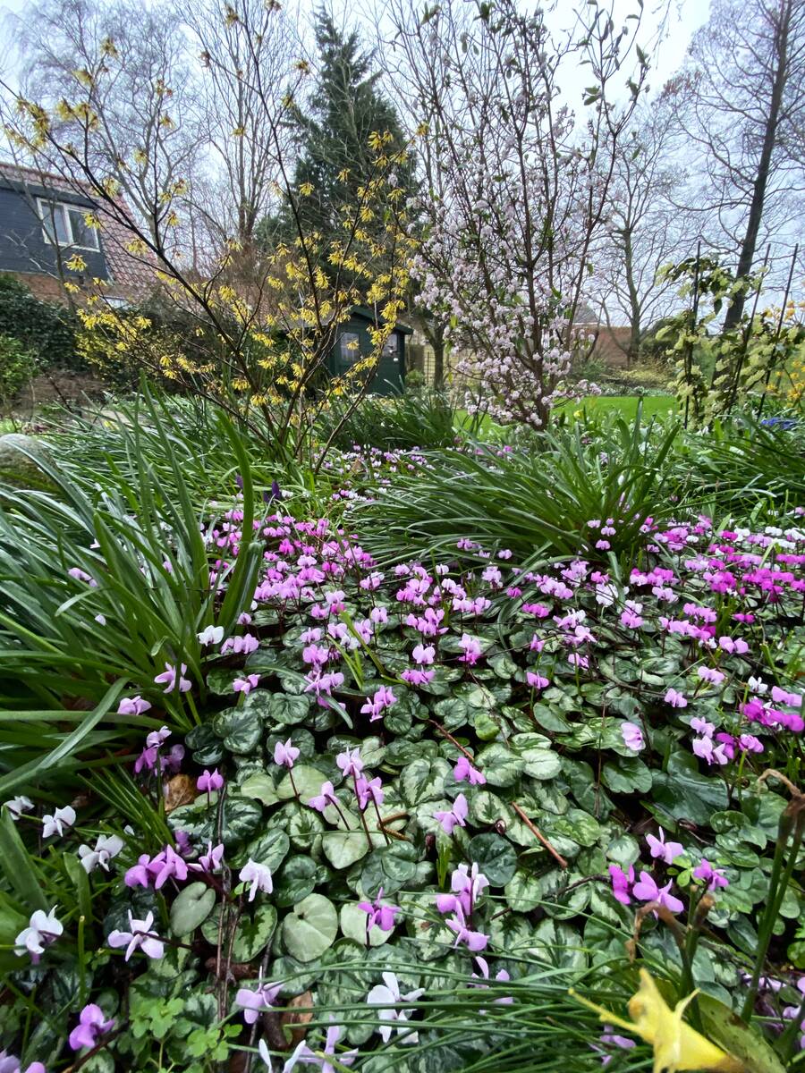 Cyclamen en toverhazelaar (Hamamelis) in wintertuin Dordrecht