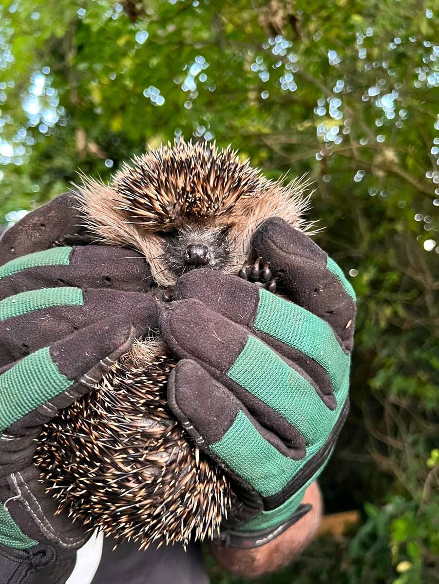 Zo help je egels in de tuin
