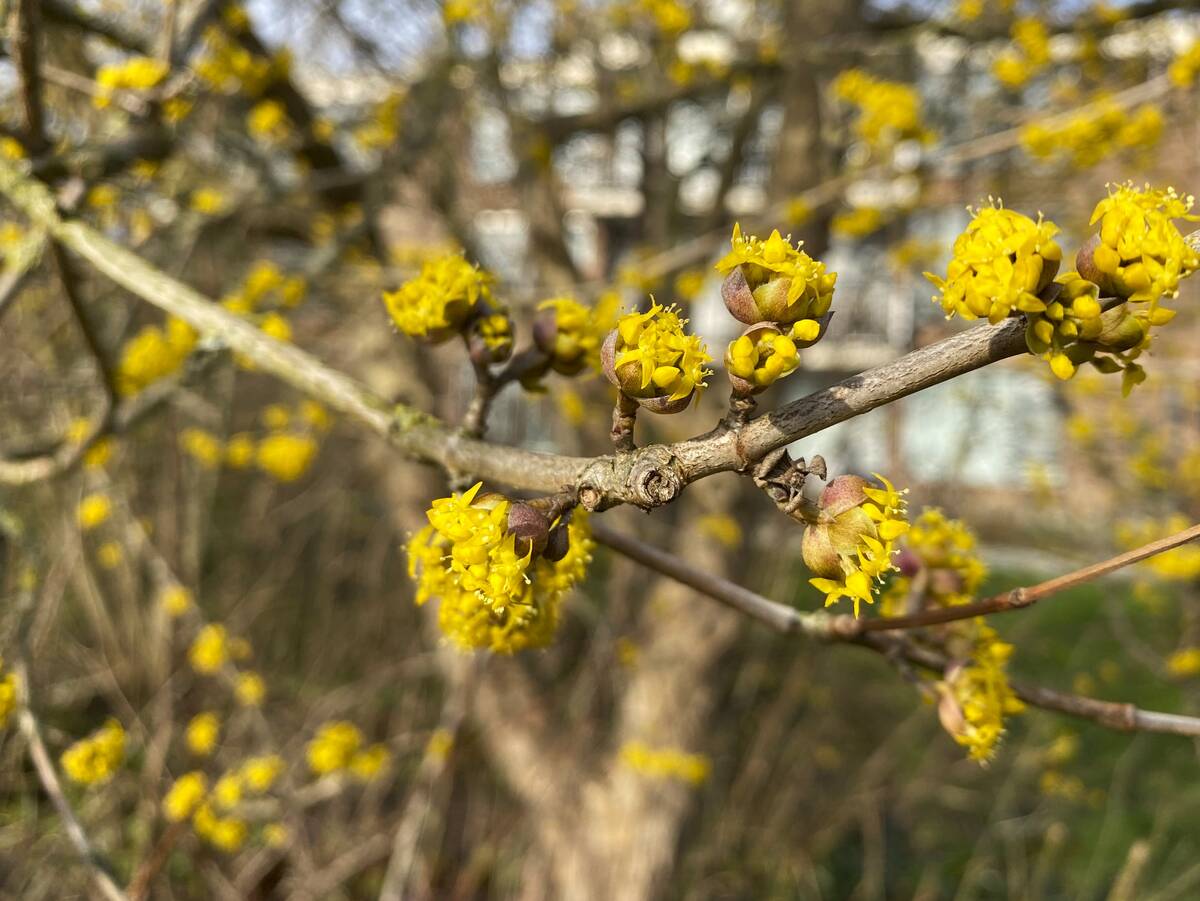Gele kornoelje (Cornus mas) is een inheemse struik waar je ook een prachtige winterbloeiende heg van kunt maken.