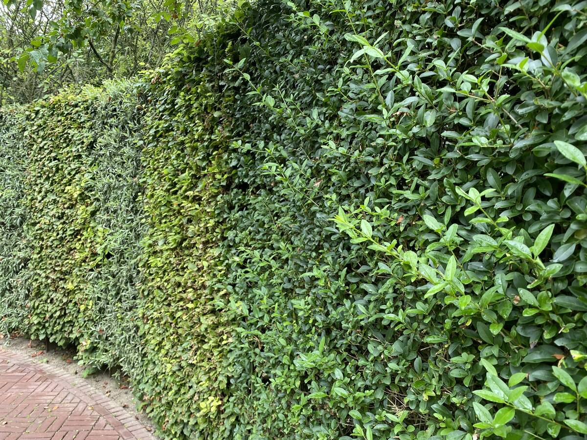 Gemengde heg in Appeltern.