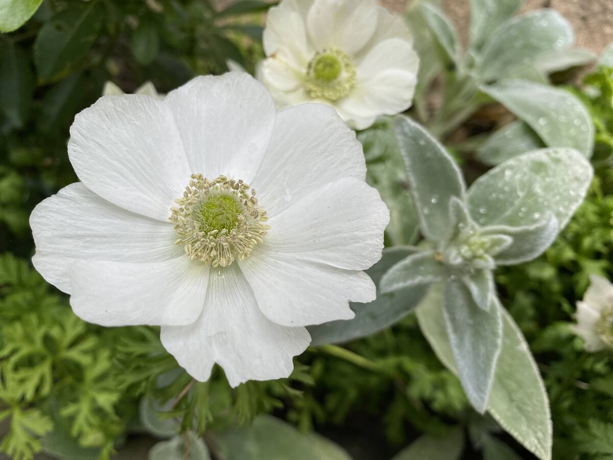 Grijsgroene buitenplant