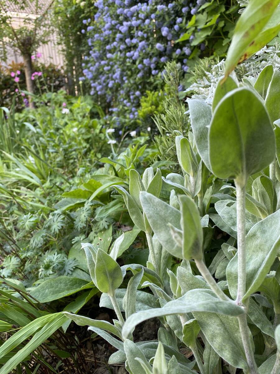 Tuinplant met grijsgroen blad