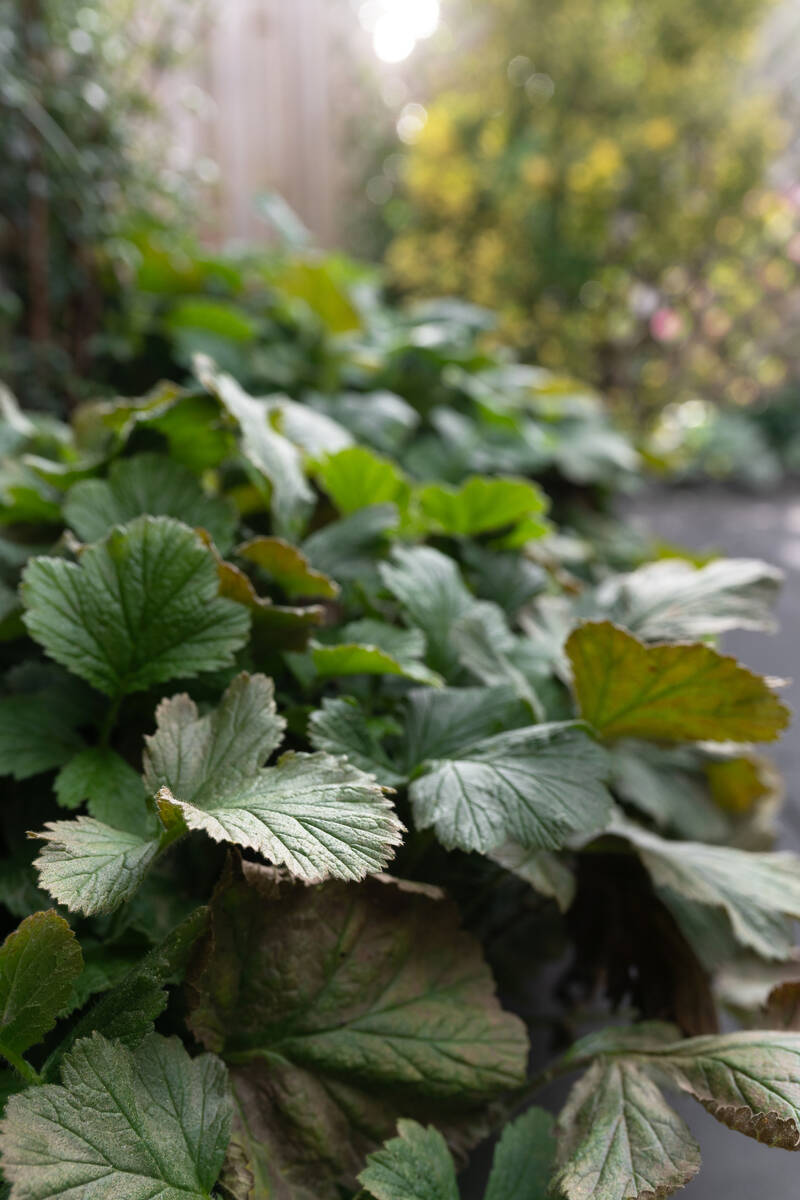 Halfwintergroene planten