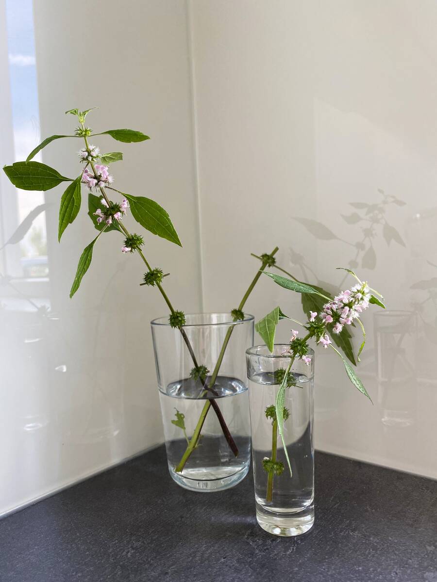 Inheemse hartgespan (Leonurus cardiaca) op vaas.