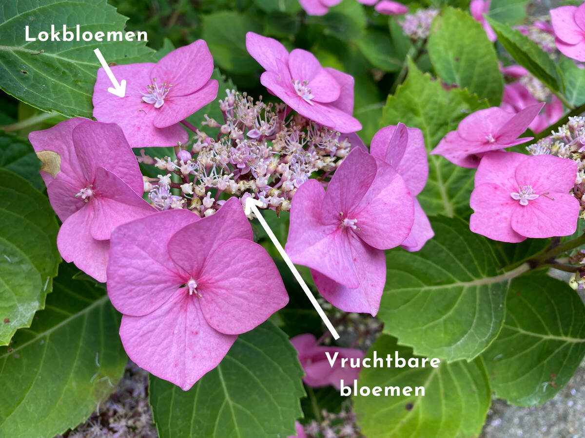 Hortensia met lokbloemen en vruchtbare bloemen.