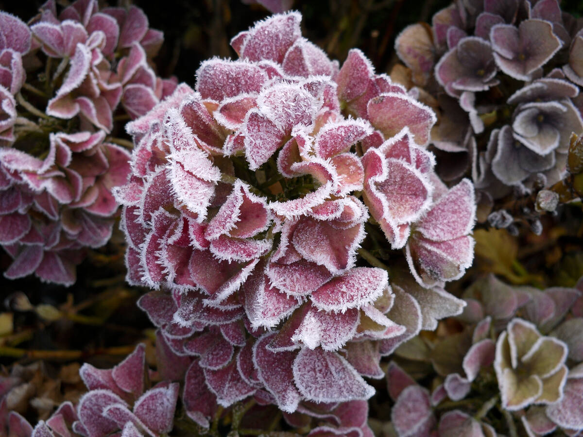 Wat je nog niet wist over hortensia’s