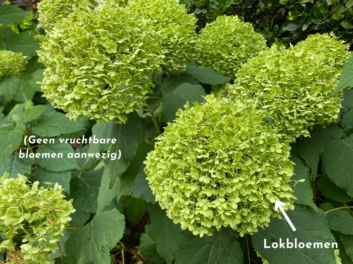 Hydrangea uitsluitend nepbloemen.