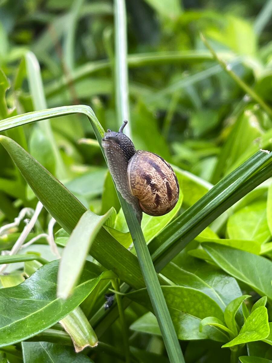 Slakken in de tuin