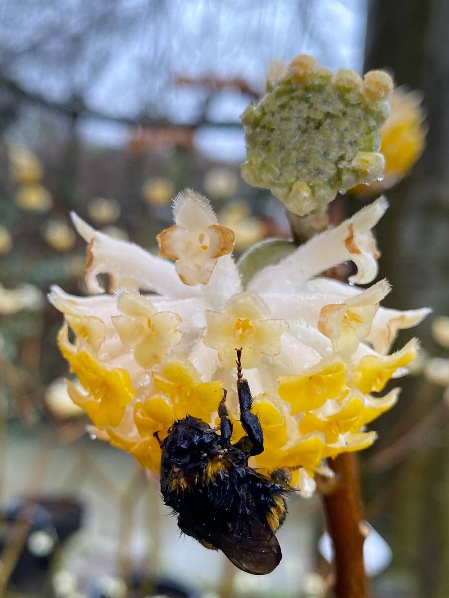 Insect op winterplant.