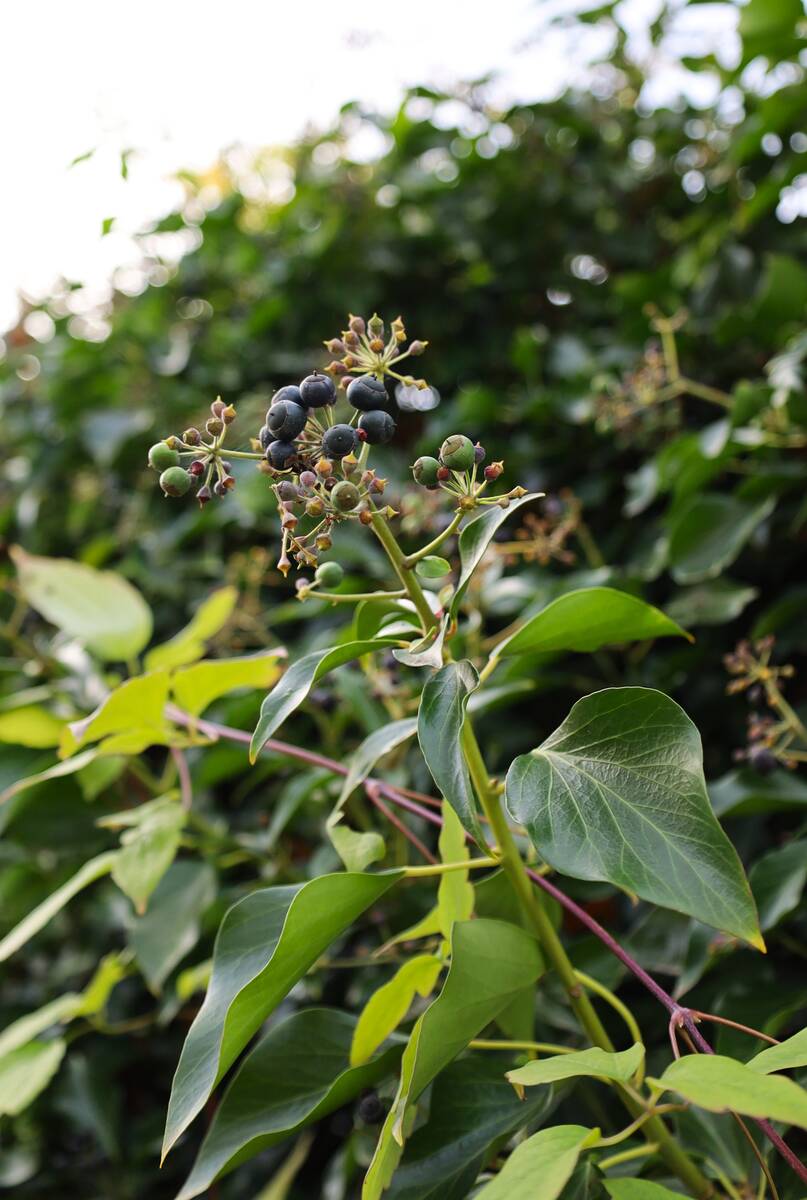 Inheemse klimop met bessen waar vogels dol op zijn.