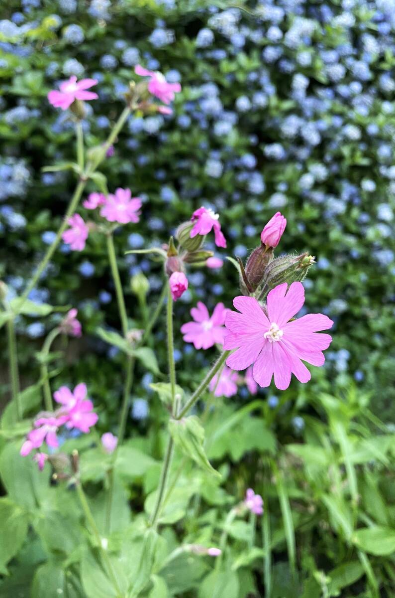 Klimplant verhult schutting, met dagkoekoeksbloem (Silene) op voorgrond.