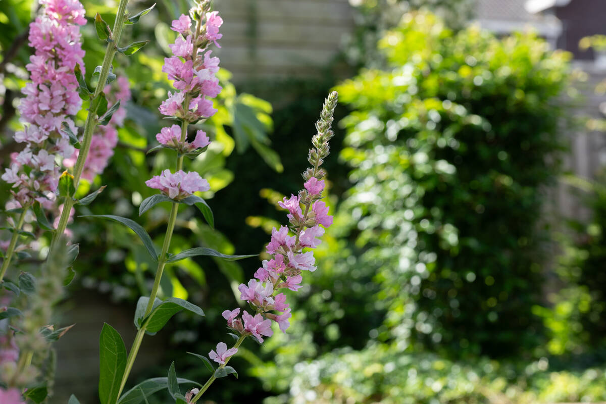 Zo lang mogelijk bloemen