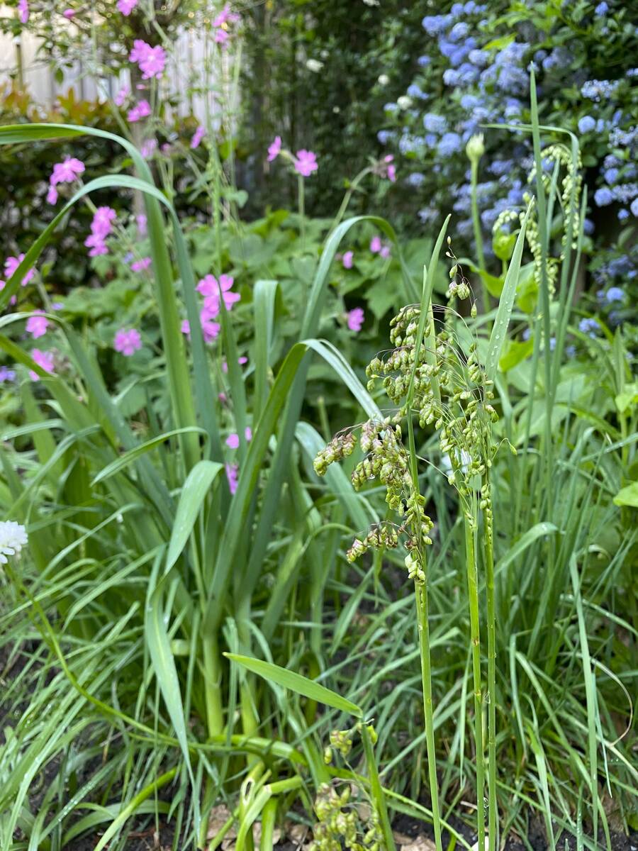 ontluikend siergras.