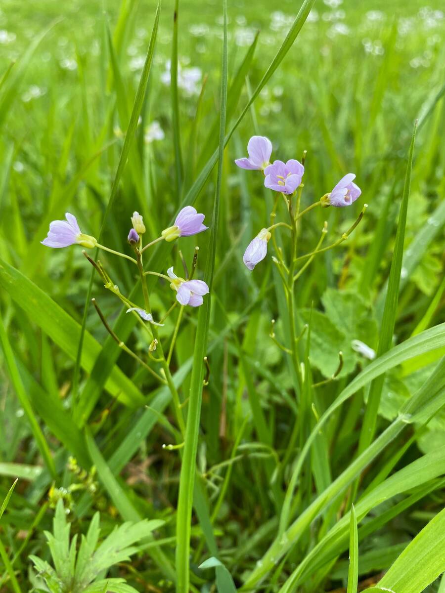 Pinksterbloem (Cardamine pratensis) is een prachtige lage bloem die je tegenkomt waar je niet maait.
