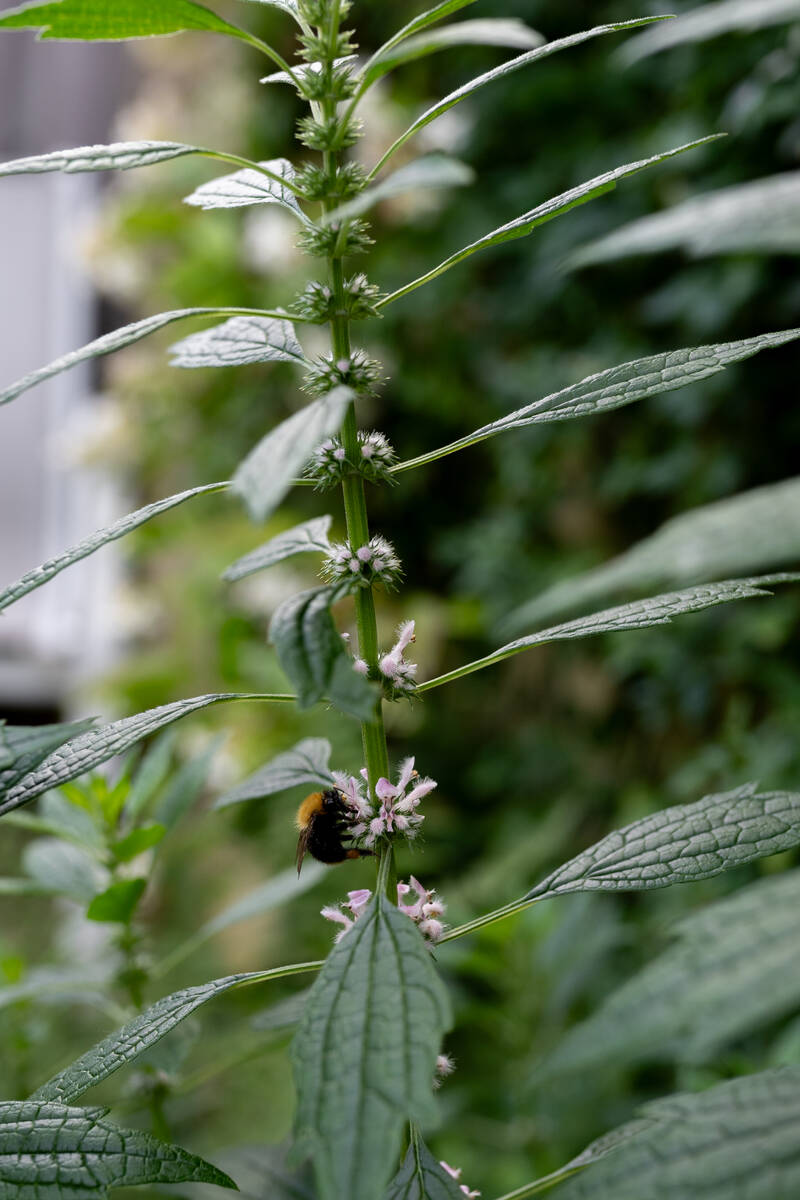 Schaduwplant met hommel