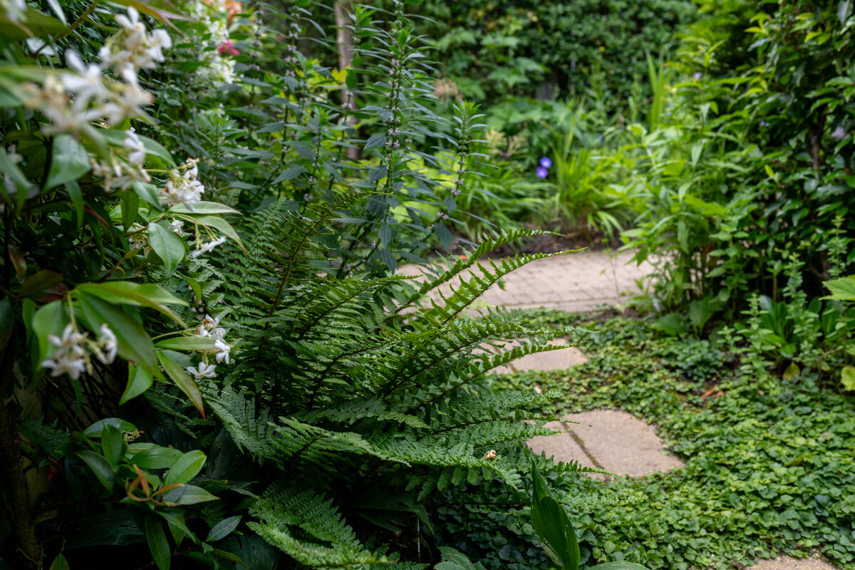 Staptegels schaduwtuin