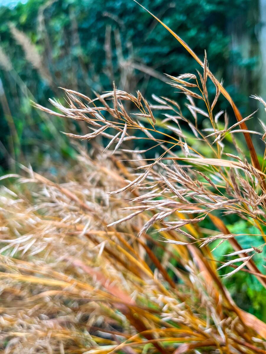 Siergrassen en vaste planten die in de winter afsterven kunnen een mooi wintersilhouet geven.
