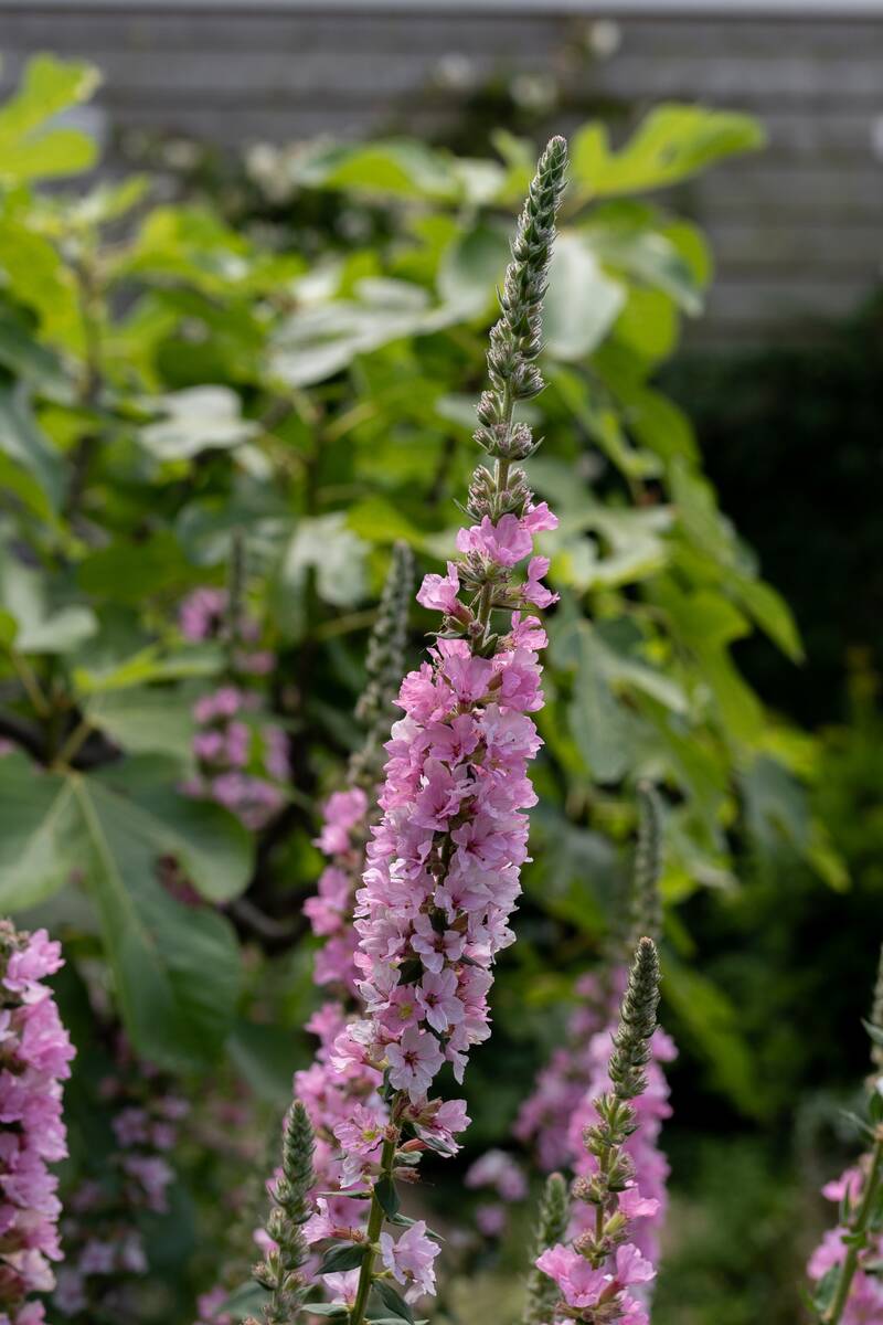 Sierlijke bloem in een tuin in Hendrik-Ido-Ambacht.