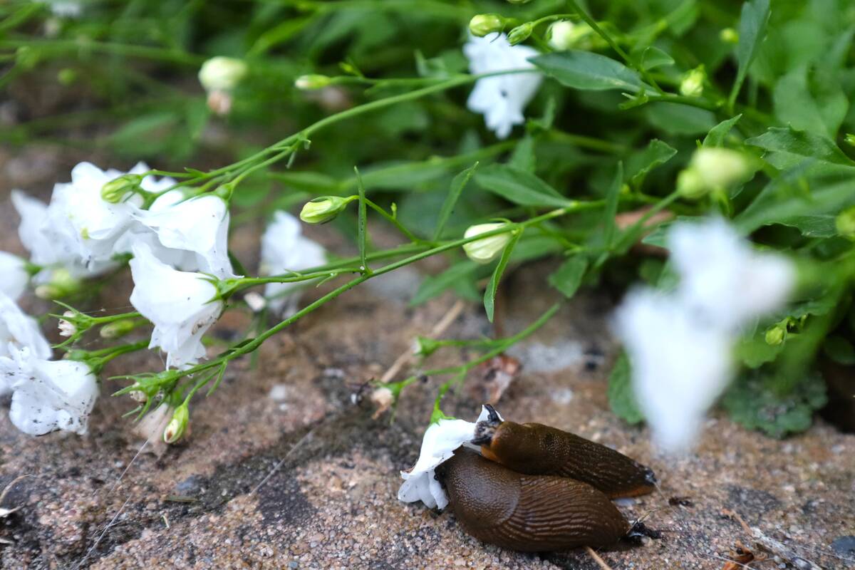 Naaktslakken in campanula
