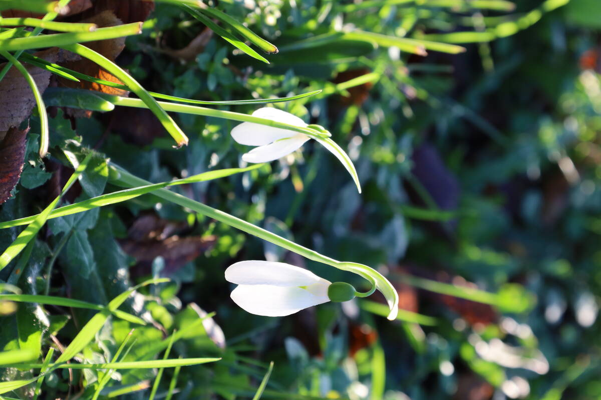 Sneeuwklokjes in december.