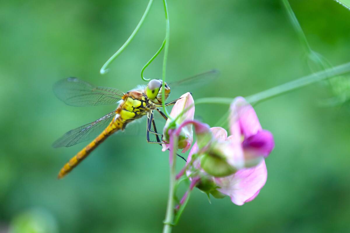 Libelle in vijvertuin