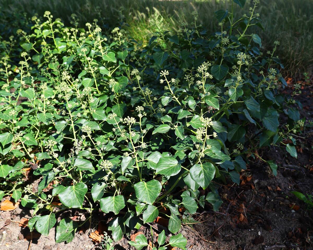 Struikklimop met bloemen voor biodiversiteit