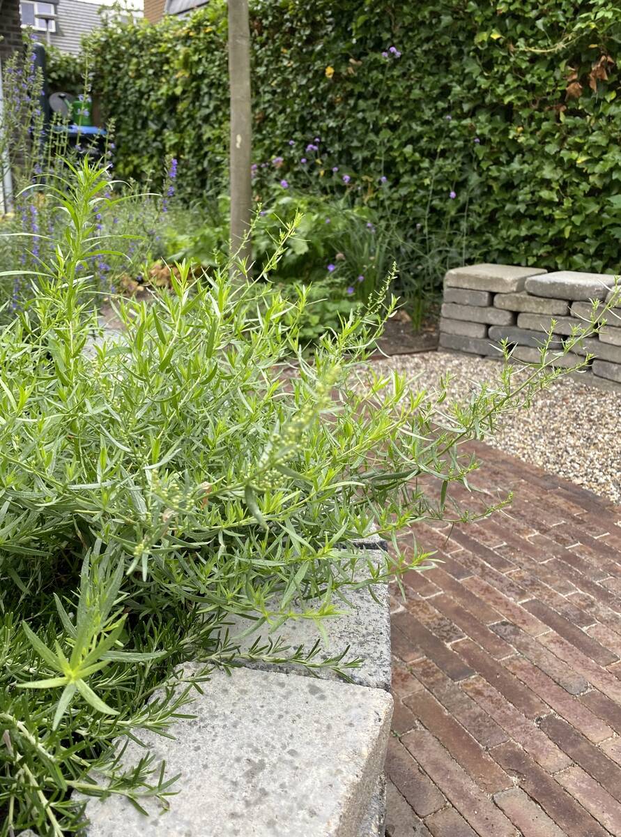 Waterbaan in kindvriendelijke tuin