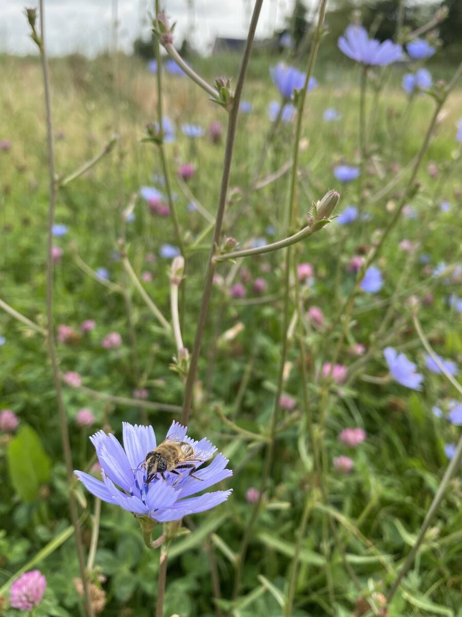 Wilde bloemen trekken veel insecten. Dit is wilde cichorei.