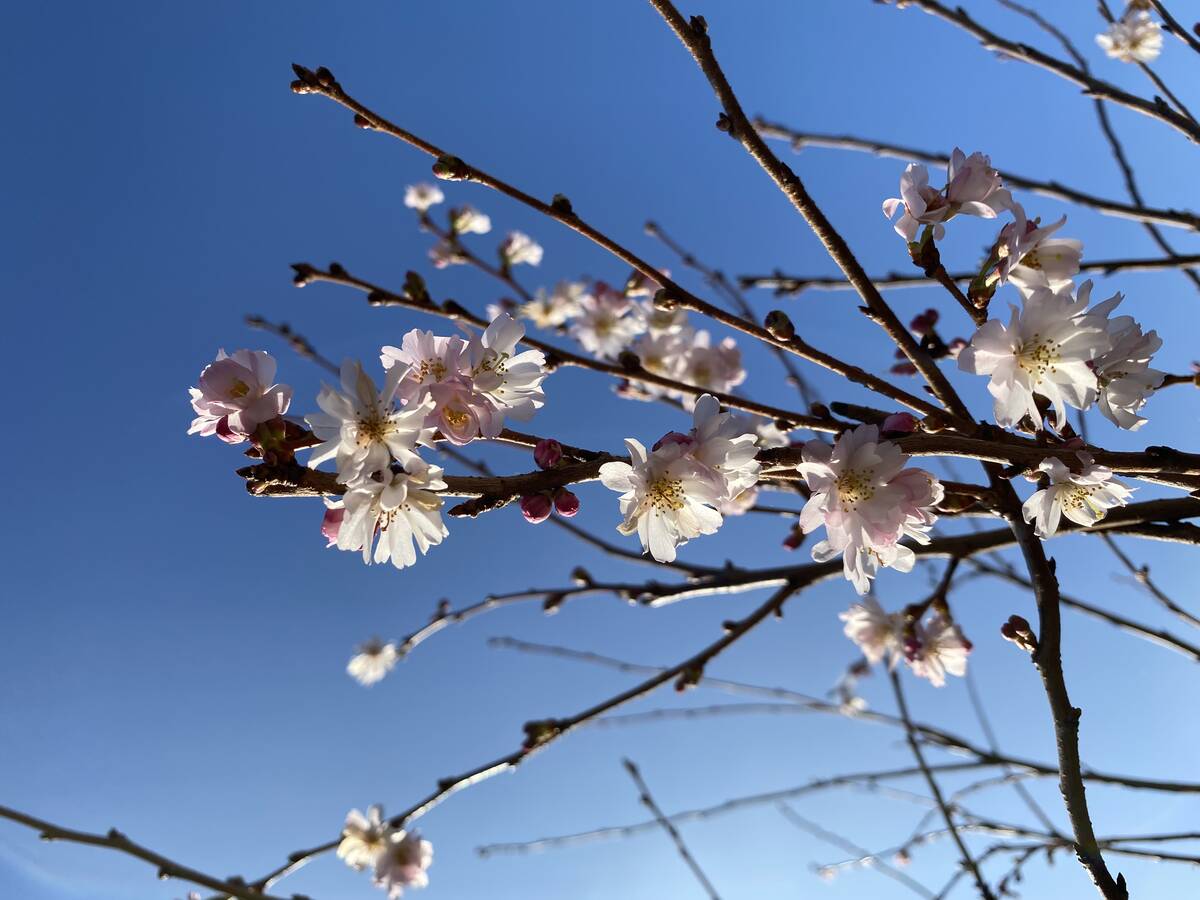 Winterbloeiende boom: sierkers