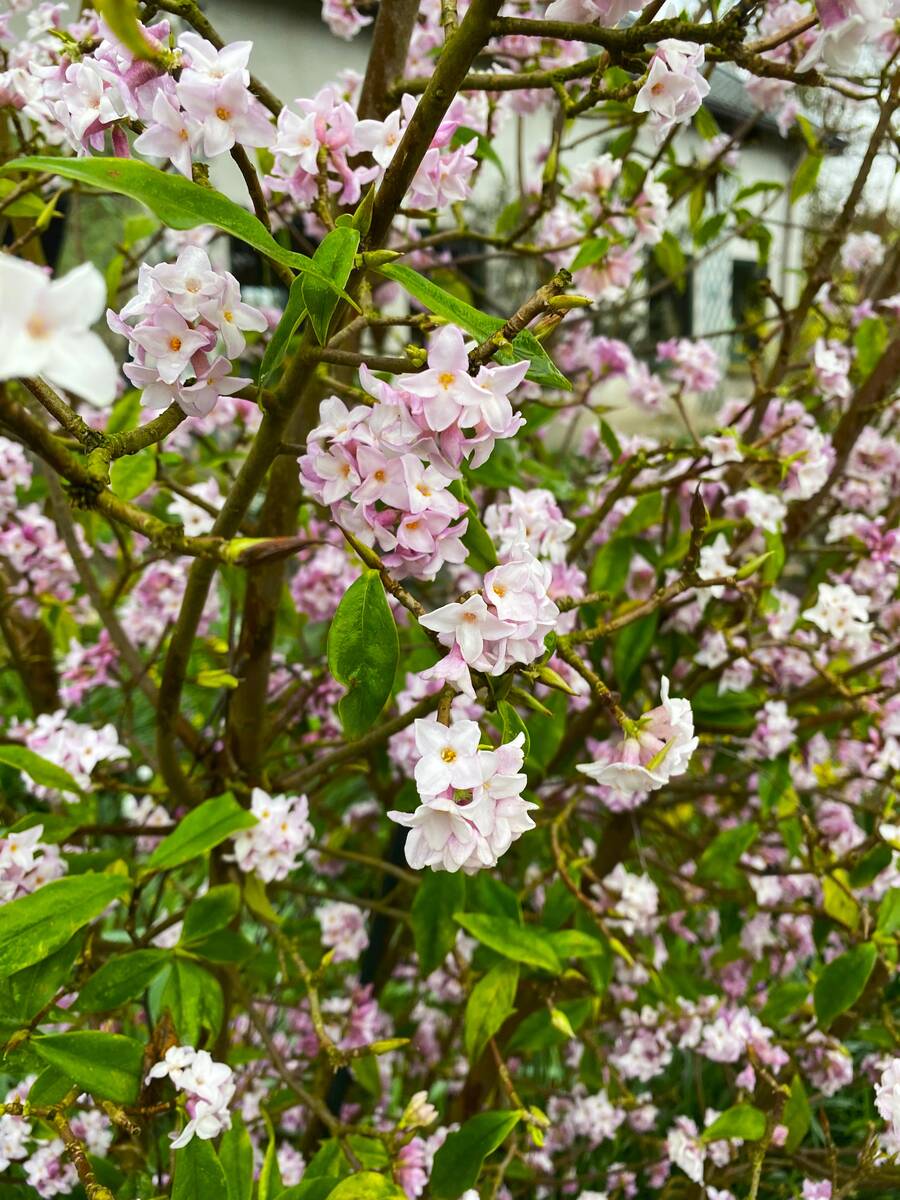 Winterbloeiende struik.