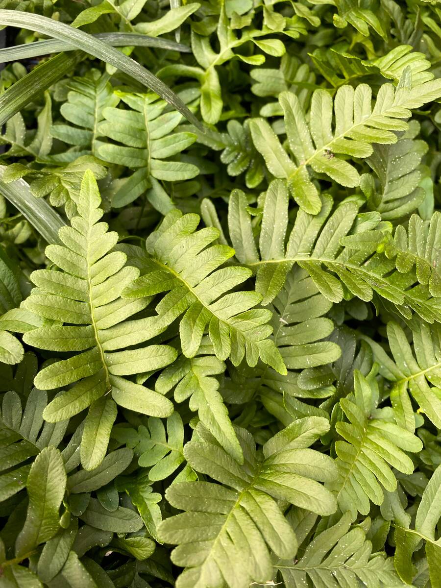 Bij wintergroene planten zoals deze inheemse eikvaren (Polypodium vulgare) knip je na de winter alleen lelijk blad af.