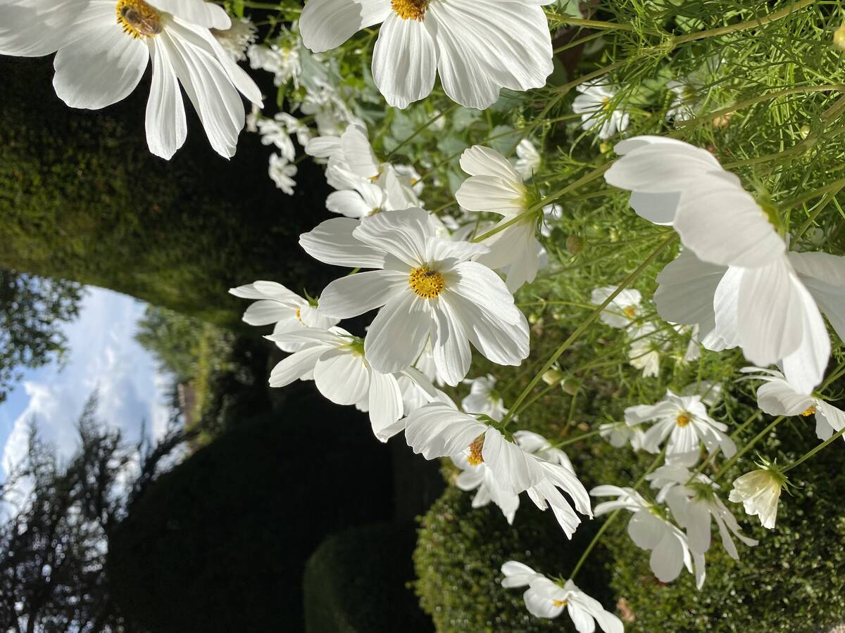Cosmea is een eenjarige plukbloem